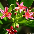 Lumnitzera x rosea (hybrid between littorea and racemosa) in Trinity Beach Cairns.<br />Canon KDX (400D) + EFS60 F2.8